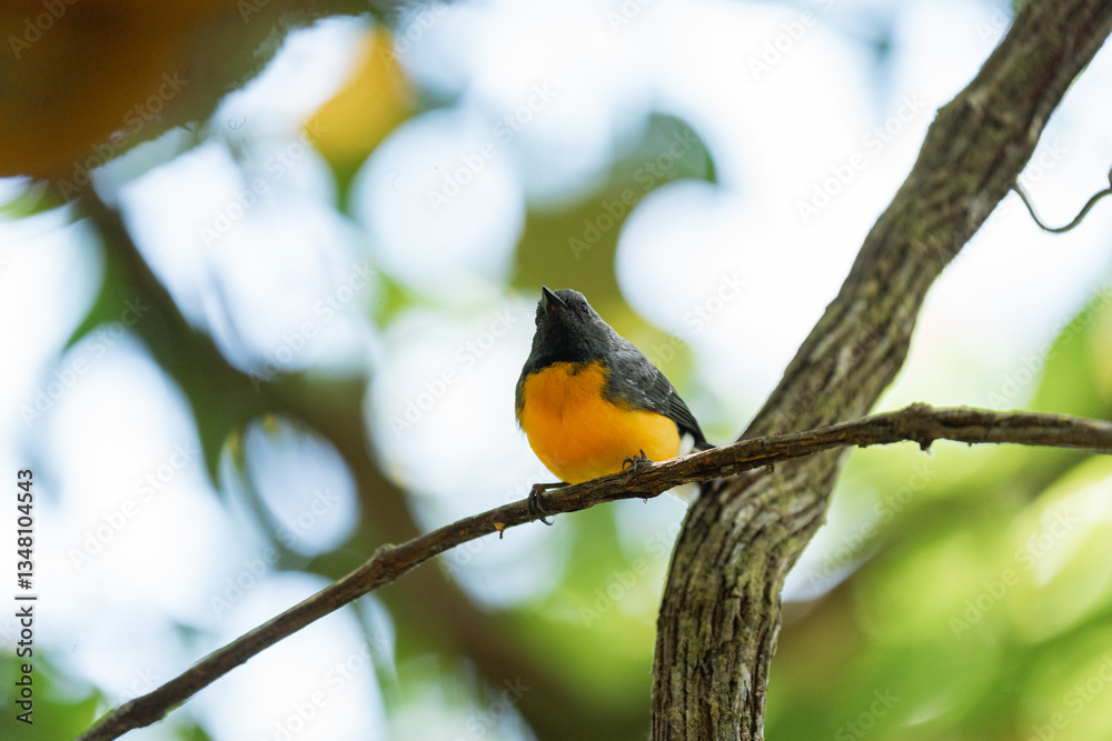 Small yellow-breasted bird perched on branch in tropical forest Small yellow-breasted bird perched on branch in tropical forest
