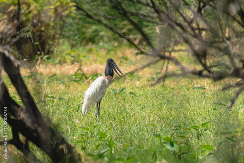 Jabiru stork standing in wetland grass surrounded by vegetation