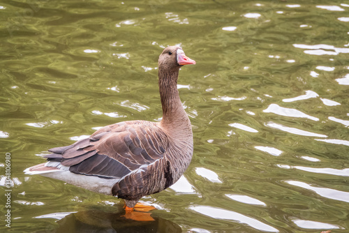 Greater White-fronted Goose (Anser albifrons) standing on the green shore of the pond. photo