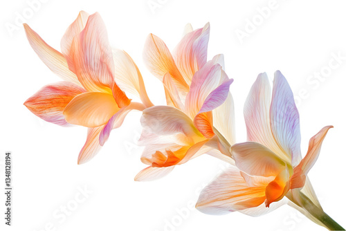 Wallpaper Mural Closeup View Of Pastel Orchid Blossom Torontodigital.ca
