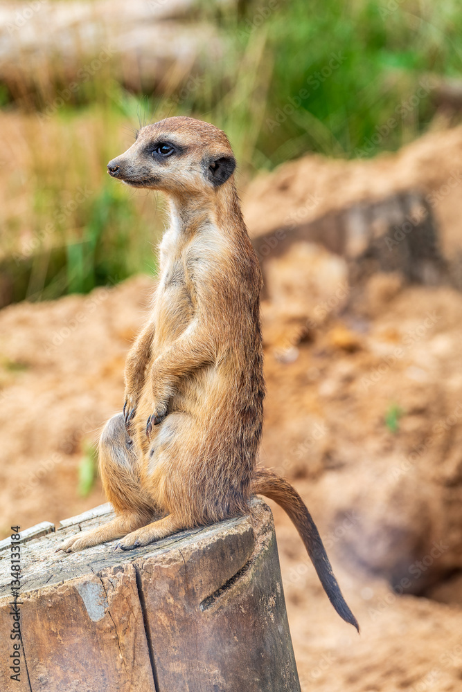 Meerkat, Suricata suricatta, on hind legs. Portrait of meerkat standing on hind legs with alert expression. Portrait of a funny meerkat sitting on its hind legs. Meerkat, Suricata suricatta, on hind legs. Portrait of meerkat standing on hind legs with alert expression. Portrait of a funny meerkat sitting on its hind legs.