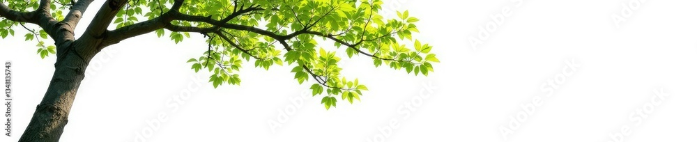 A tree branch stretching out from a trunk isolated on white background, foliage, solitude, nature A tree branch stretching out from a trunk isolated on white background, foliage, solitude, nature