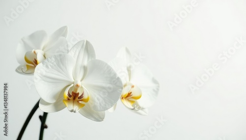 Delicate white orchid blossom against pure white backdrop, elegant, white background