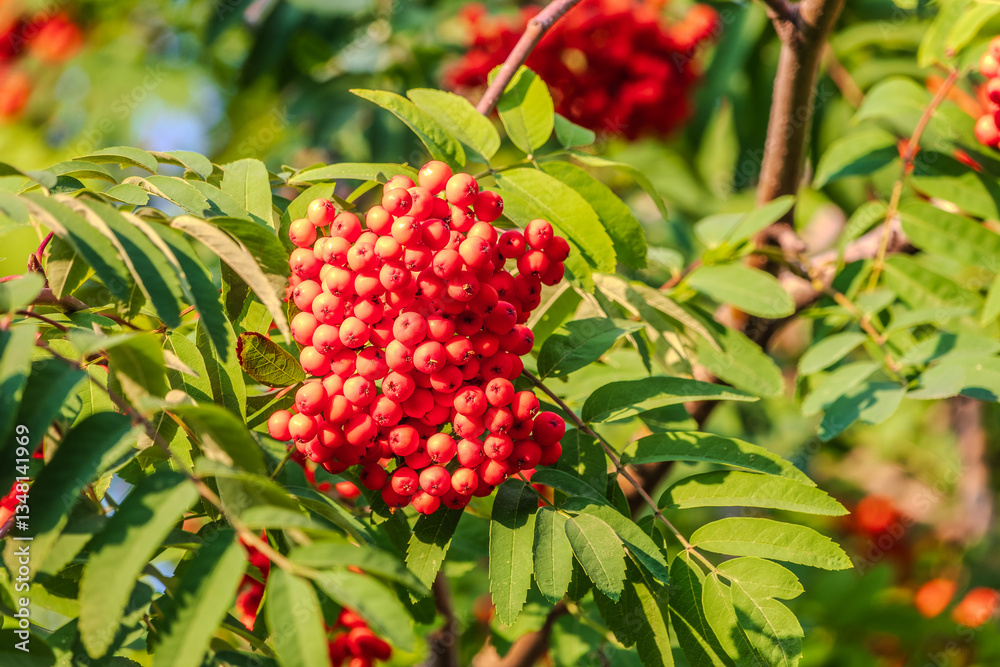 Autumn bright red rowan berries with leaves Autumn bright red rowan berries with leaves