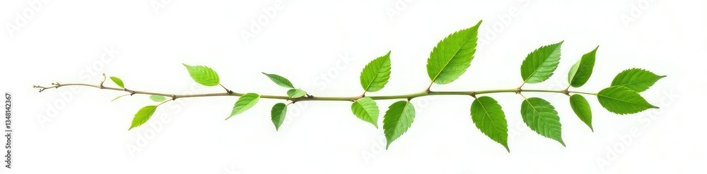 Fototapeta premium Single branch with foliage isolated on white background, nature, green