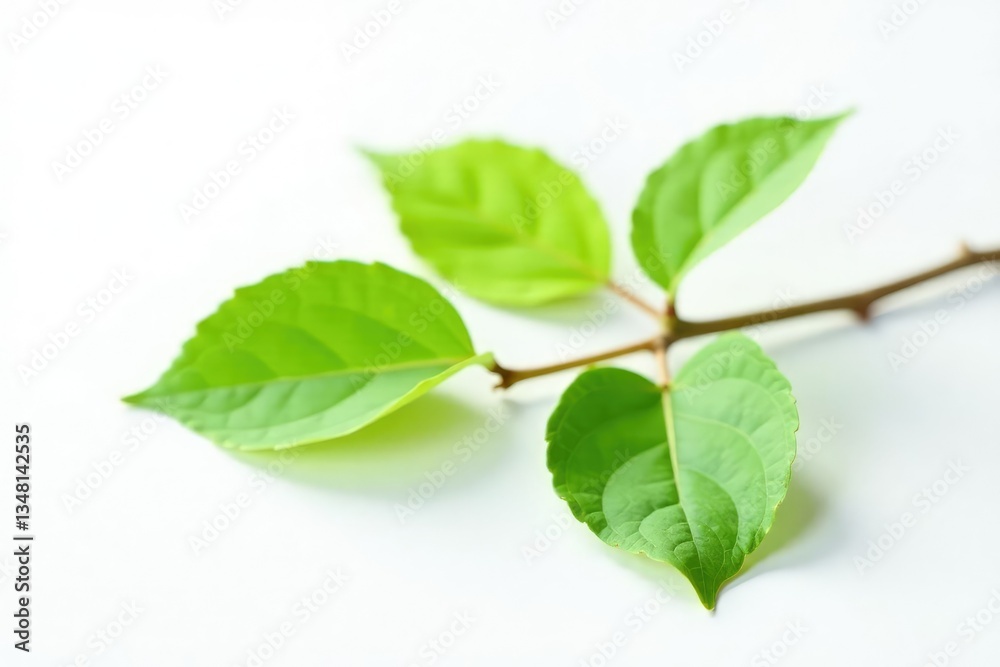 Obraz premium Single isolated branch with leaf on white surface, simple, tree