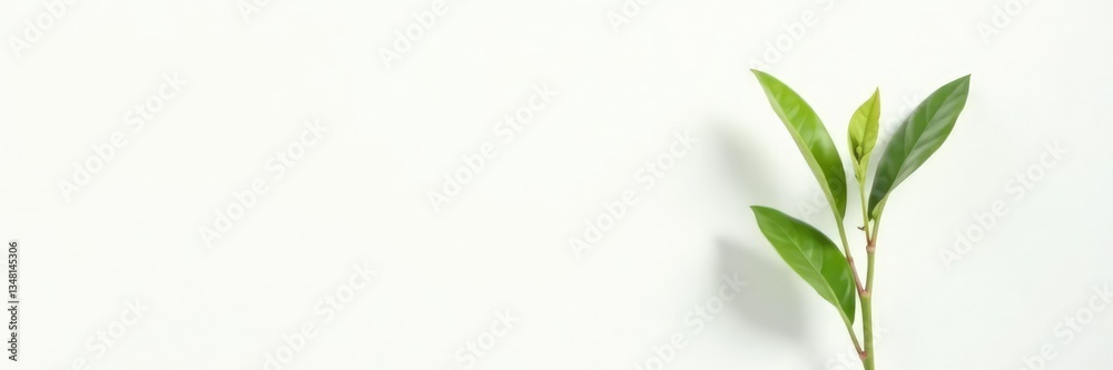 Isolated plant on a plain white background with shadow, white, plant, light Isolated plant on a plain white background with shadow, white, plant, light