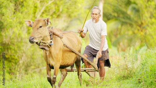 bali farm, farmer plowing rice field with cow in southeast asia, wooden plough, working animal on land, old man