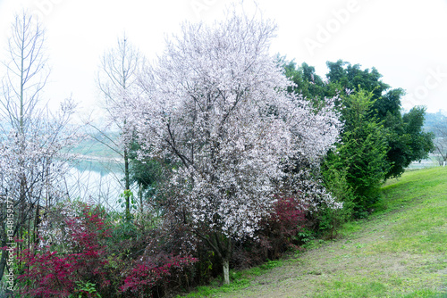 Prunus cerasifera 