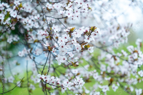 Prunus cerasifera 