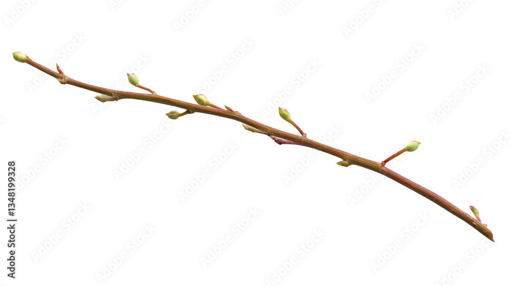 Fototapeta premium Spring Branch with Buds Isolated on Black Background