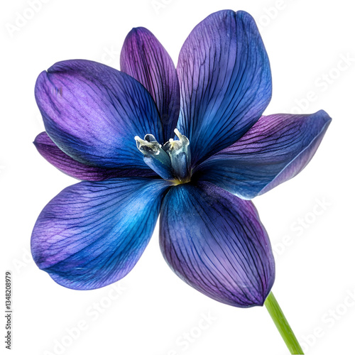Detailed Close-up Of Vibrant Purple And Blue Crocus Flower