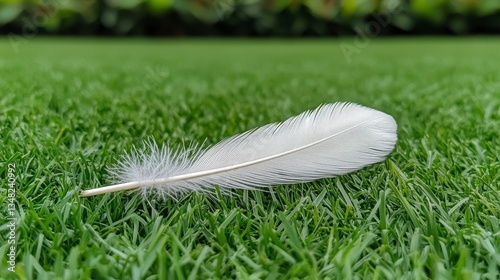 Black and White Bird Feather on Lush Green Grass