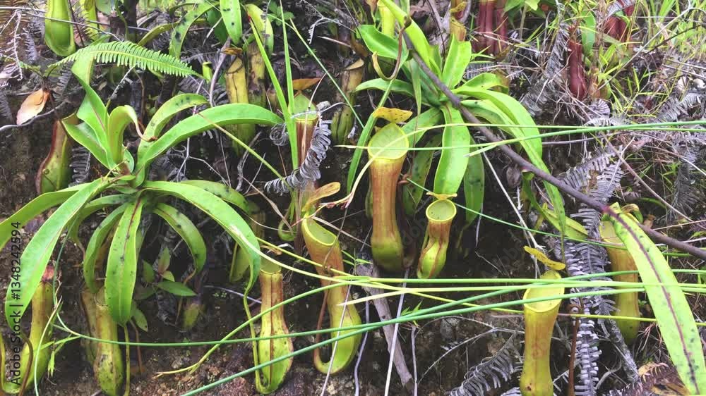 Tropical pitcher plant or nepenthes reinwardtiana at meratus borneo rainforest, indonesia