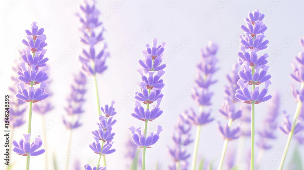 Naklejka premium Serene lavender field, soft light, delicate purple flowers, dreamy background. Perfect for relaxation, spa, and beauty themes.