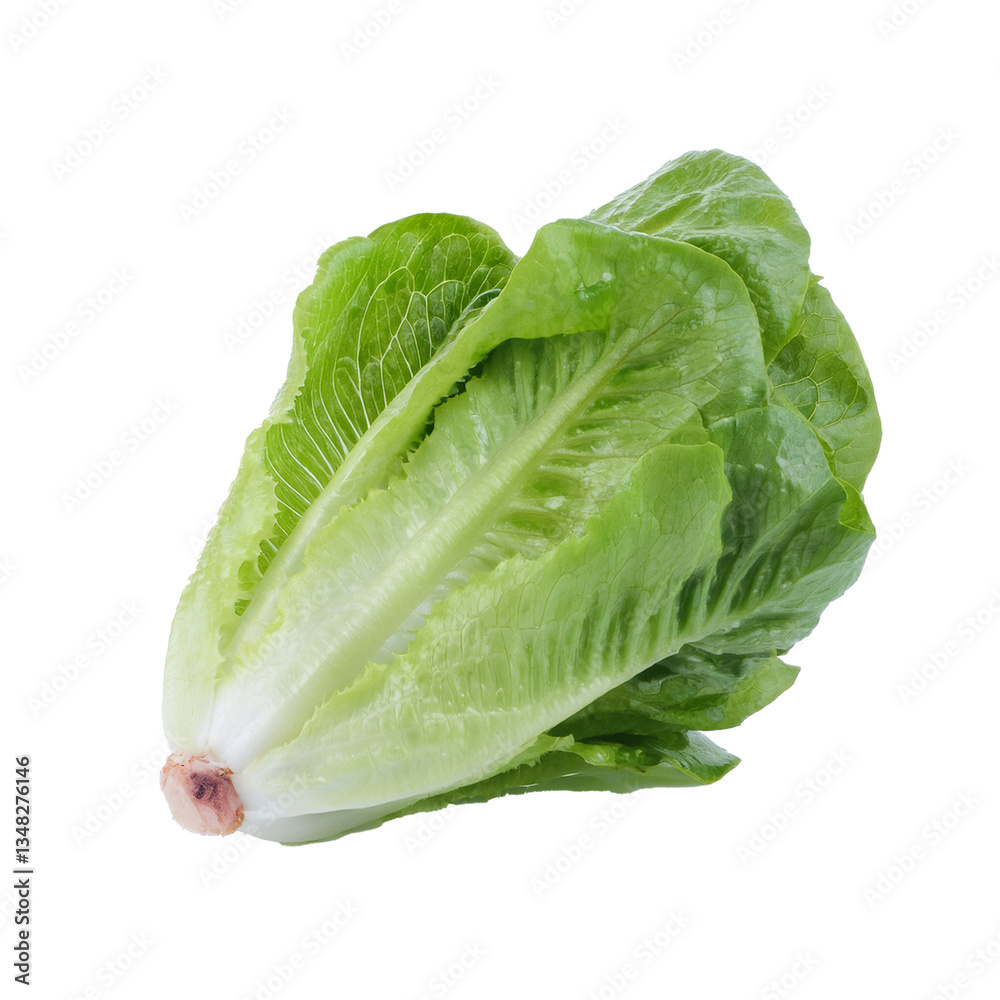 Fresh Green Romaine Lettuce on White Background Fresh Green Romaine Lettuce on White Background