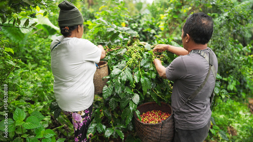 Mature asian couple harvesting coffee beans in plantation in Indonesia. Authentic husband and wife smallholder farmers. Concept of traditional and sustainable agriculture