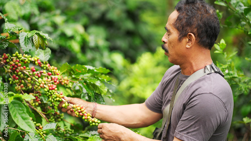 Mature indonesian man farmer harvesting red arabica cherries for premium coffee production in rural indonesia