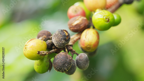 A macro shot of coffea arabica coffee cherries afflicted by coffee berry disease, colletotrichum kahawae, a fungal plant pathogen photo