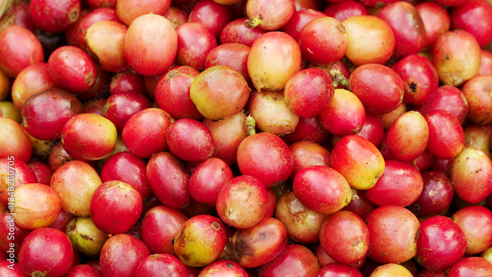 Close-up of freshly harvested arabica coffee cherries, ripe red berries rotating Close-up of freshly harvested arabica coffee cherries, ripe red berries rotating