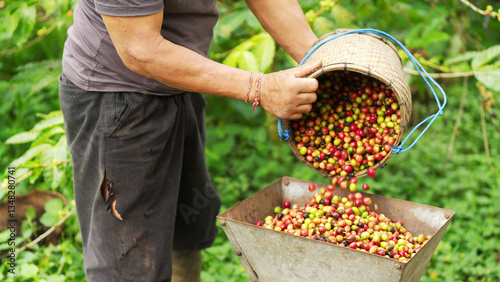 Arabica coffee farmer pouring harvested cherries or berries into mechanical pulper in rural setting, the equipment separates the pulp from the green beans 