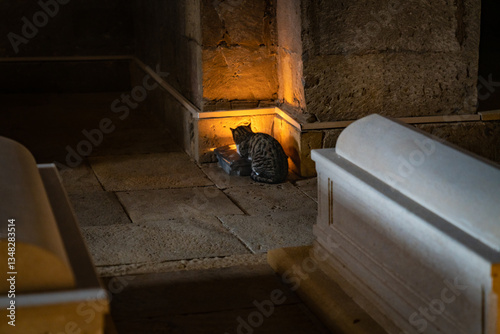 A cat taking warmth from the light inside the shah mosque in Baku