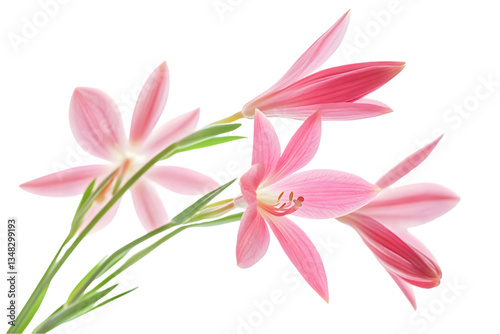 Pink Flowers Arrangement Isolated On Black Background