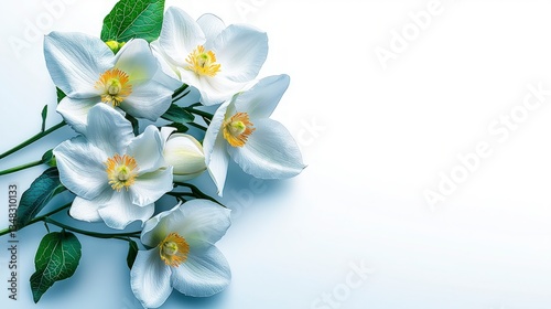 Stunning White Flowers  Floral Arrangement  Botanical Beauty  Spring Blooms  Nature Photog
