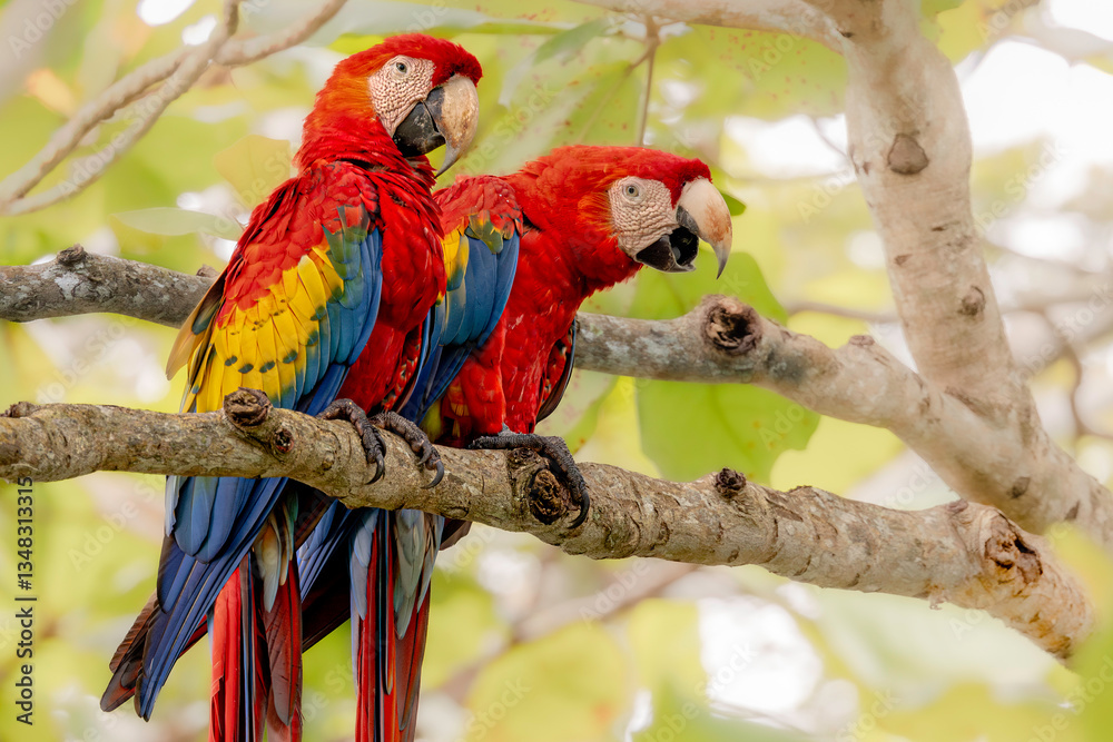 Pair of Scarlet macaw (Ara macao). The envelope of the Carera National Park, Costa Rica. Selective focus on bird's eyes