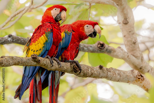 Obraz na płótnie Pair of Scarlet macaw (Ara macao). The envelope of the Carera National Park, Costa Rica. Selective focus on bird's eyes w salonie