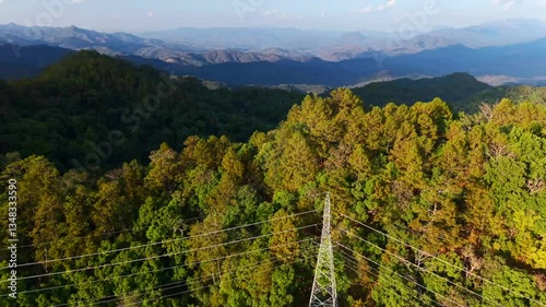 Aerial view of pine trees and forest in summer