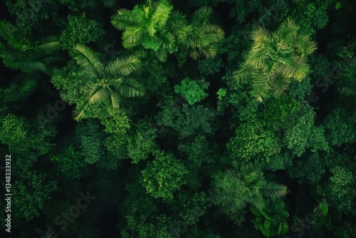 Soar over a tropical rainforest's canopy in the golden morning light