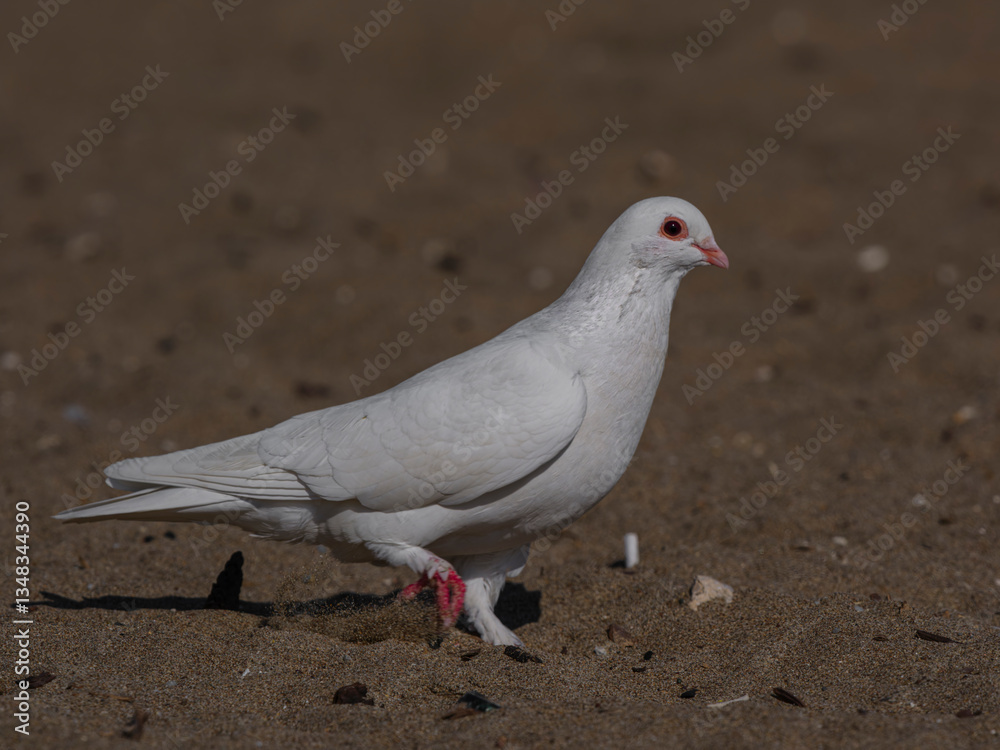 Obraz premium white dove on the beach