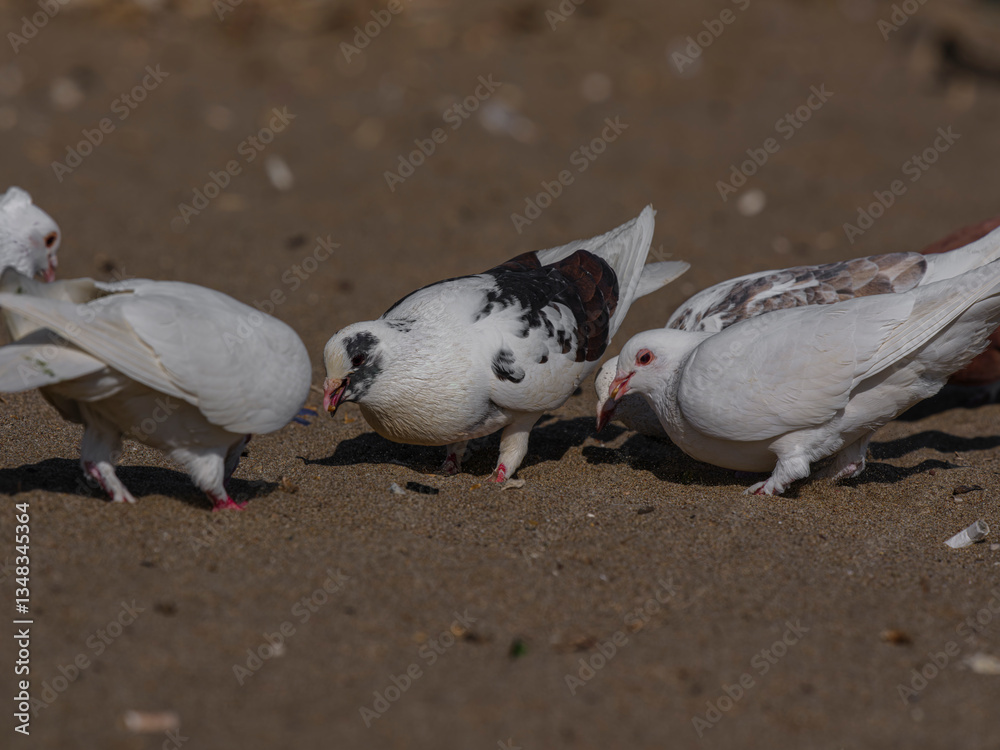 Obraz premium white doves on the beach