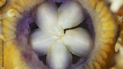 Oral side sea urchin strongylocentrotus pallidus under a microscope, phylum Echinodermata. Five teeth are visible. The mouth organ itself is called Aristotle's lantern. White Sea