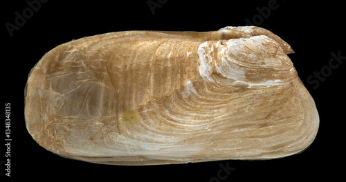 Mollusca Hiatella arctica under microscope, class Bivalvia. It feeds on suspended particles of detritus containing microorganisms and small plankton in the water, filtering the water. White sea