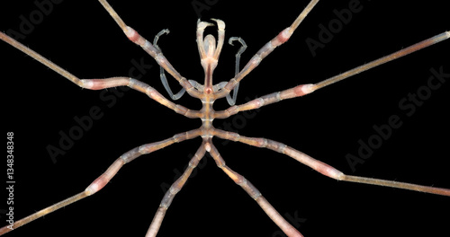 Sea spider Nymphon sp. under microscope, order Pantopoda. Possibly Nymphon brevirostre. They feed on hydroids, sea anemones, and bryozoans. White sea photo