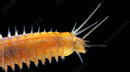 Worm Polychaeta Nereis sp. family Nereididae close-up. The photograph shows the front part of the body, where tentacles, antennae, eyes, bristles, and parapodia are visible. White Sea photo
