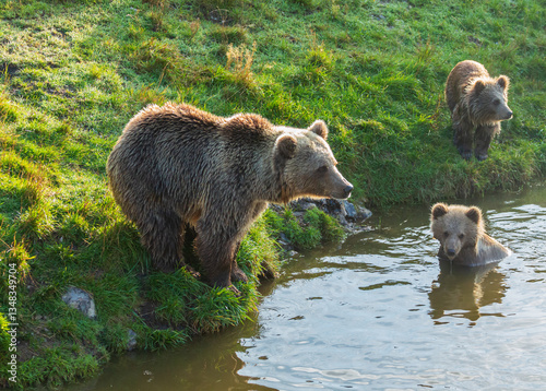 brown bear in the river
