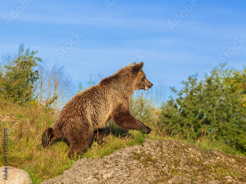 brown bear in the wild