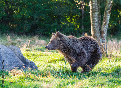 brown bear in the woods