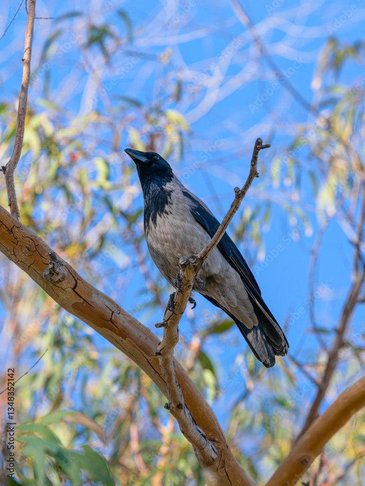 a beautiful crow on a tree branch a beautiful crow on a tree branch
