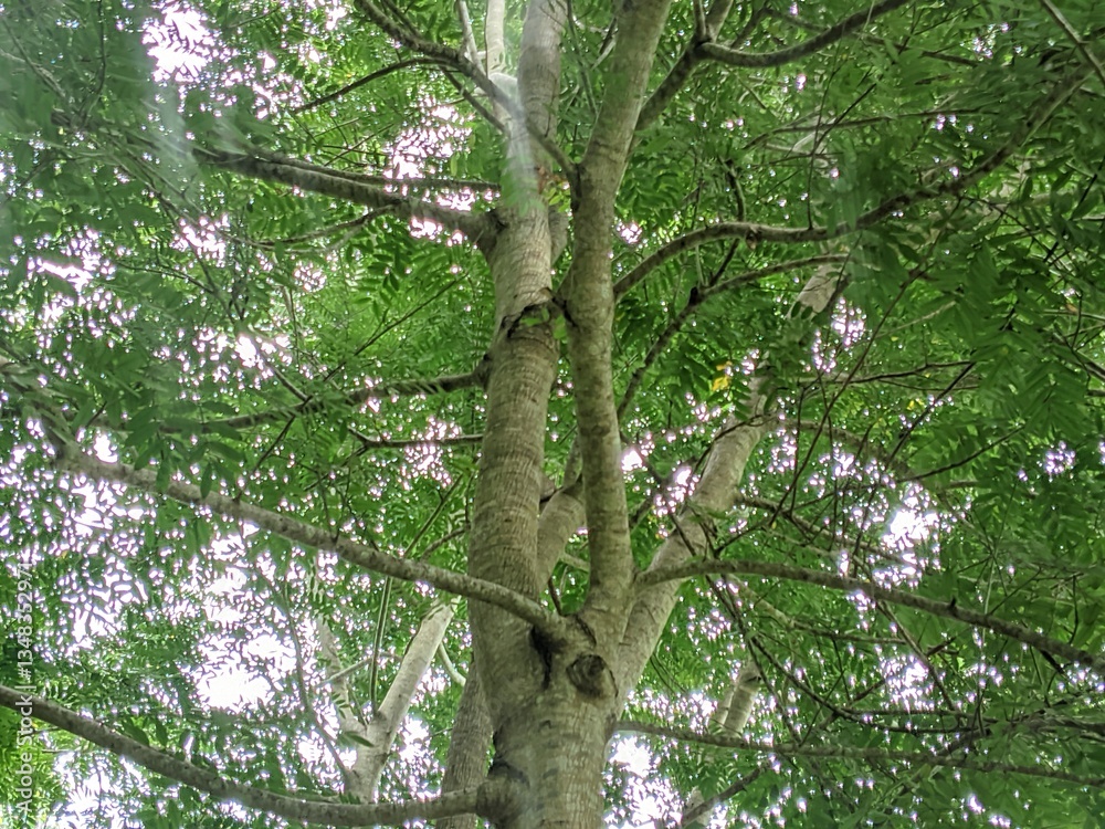 Fototapeta premium view from under a large old tree with lush branches