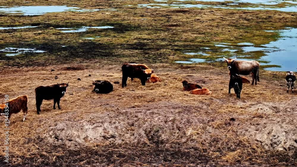 Cattle grazing in a dry landscape with scattered puddles and clear sky Cattle grazing in a dry landscape with scattered puddles and clear sky
