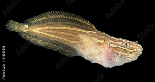 Rare fish Liparis liparis close-up. Bottom sedentary fish, feeds mainly on small crustaceans. White Sea