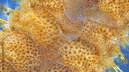 Worm Polychaeta under microscope, Polynoidae family. Visible shield-like scales - elytra, ventral antennae, parapodia, setae and notopodial setae. White Sea photo