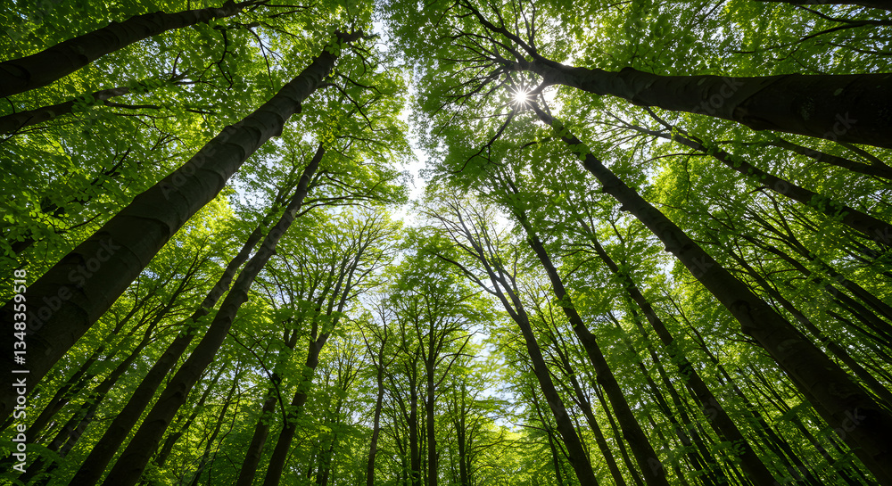 Sunlit Canopy: Upward View of Lush Beech Forest Sunlit Canopy: Upward View of Lush Beech Forest