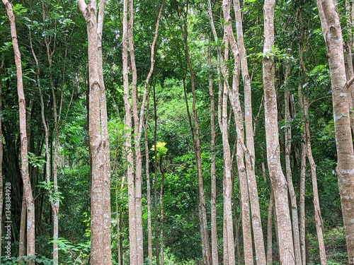 view of tropical hardwood forest