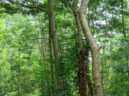 view of tropical hardwood forest