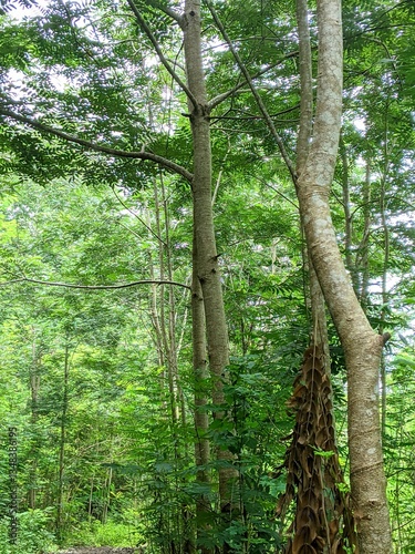 view of tropical hardwood forest